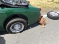 Frogeye Historie