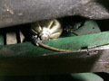 Frogeye Geschichte - Mein Austin Healey MK I - Frosch